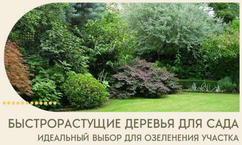 Быстрорастущие деревья для сада идеальный выбор в Борзе