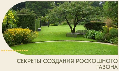 Секреты создания роскошного газона в Борзе
